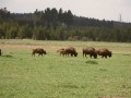 Bizoní farma